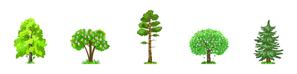 Naklejka premium Deciduous trees in four seasons - spring, summer, autumn, winter. Nature and ecology. Natural object for landscape design or park. Cartoon style. Green trees illustration Isolated on white background.
