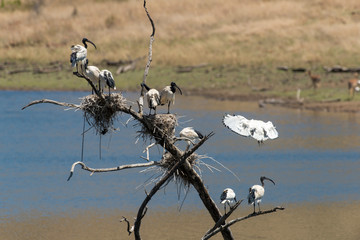 Ibis sacré,.Threskiornis aethiopicus, African Sacred Ibis