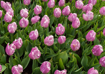 Obraz premium violet tulips flowers blooming in a garden