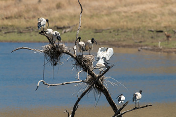 Ibis sacré,.Threskiornis aethiopicus, African Sacred Ibis