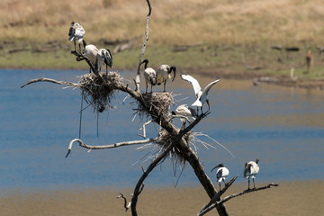 Ibis sacré,.Threskiornis aethiopicus, African Sacred Ibis
