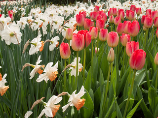 Fototapeta premium Lisse Netherlands - April 19, 2017: Tulips called the Judith Leyster and white daffodils blooming in the Keukenhof garden in Lisse, Holland, Netherlands.
