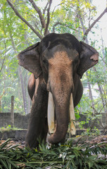 Giant tusker elephant close up portrait while eating palm leaves with trees in the back ground.