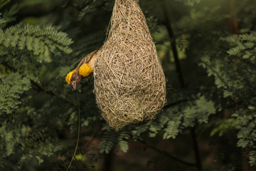 yellow crowned baya weaver breeding male weaving its nest carefully with green leaves background. small bird building nest.
