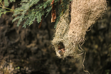 Baya weaver female peeping out of its nest starting at the camera to safegaurd the chicks/eggs from predators. cute little nest hanging in the tree with a rock back ground.