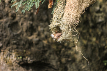 Baya weaver female peeping out of its nest which is hanging on a tree branch with a rock background . small bird getting ready to take off/ fly off.