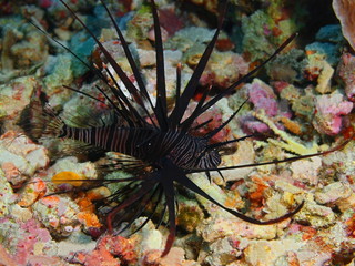 The amazing and mysterious underwater world of Indonesia, North Sulawesi, Bunaken Island, scorpionfish