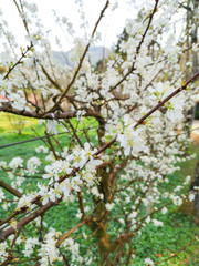 white sakura flower
