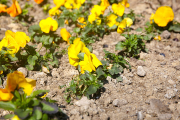 Autumn flowers grow on a sunny day