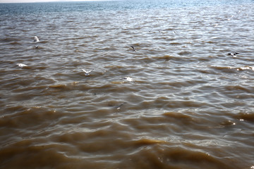 Gulls on the boulevard. Baku Seaside Park