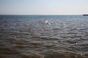 Fototapeta na wymiar Gulls on the boulevard. Baku Seaside Park