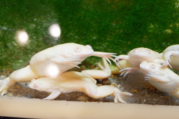 Group of african clawed frog
