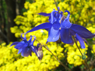 Fototapete bei efototapeten.de bestellen   