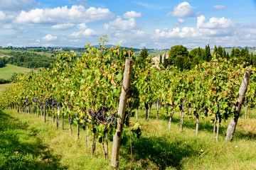 Weinberg in der Toskana im Herbst kurz vor der Weinernte im Chiatigebiert in der N&auml;he von Siena