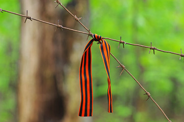 St. George's ribbon hanging on barbed wire close-up