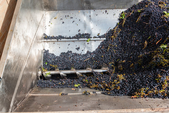 Anlieferung und Verarbeitung des soeben geernteten Weins in der Weinkellerei,  wo die Weiterverarbeitung erfolgt.