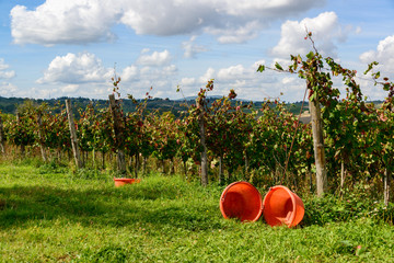 Weinernte auf einem Weingut im Chiantigebiet bei Siena. Wenn keine Traubenpflückmaschine...