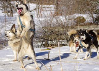 chiens de traineau - meute de huskys sibériens