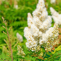 Blühende Astilbe, Prachtspiere