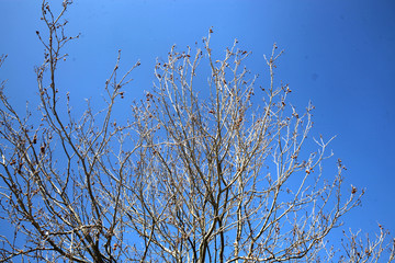 Blue sky with trees in the park