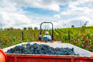 Weinernte auf einem Weingut im Chiantigebiet bei Siena. Wenn keine Traubenpflückmaschine eingesetzt werden kann, dann werden Saisonale Kräfte für die weinlese Engagiert © penofoto.de