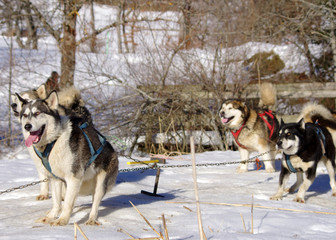 chiens de traineau - meute de huskys sibériens