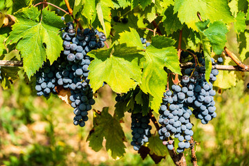 Saftige Rotweintrauben am Weinstock kurz vor der Ernte auf einem Weingut in der Nähe von Siena im...