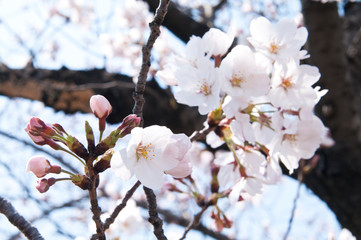 Scientific name is Cerasus ×yedoensis (Matsum.) Masam. & Suzuki ‘Somei-yoshino. 