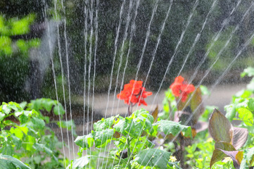 勢いよく出る花壇のスプリンクラーの散水