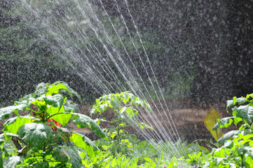 勢いよく出る花壇のスプリンクラーの散水