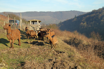 Hausziege