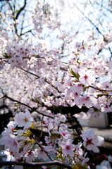 Scientific name is Cerasus ×yedoensis (Matsum.) Masam. & Suzuki ‘Somei-yoshino. 