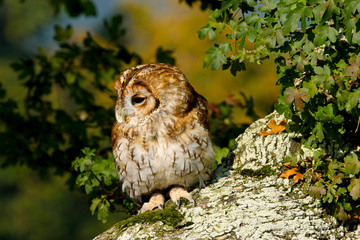 Tawny Owl (Strix aluco) sitting in an oak tree in autumn in Wales, UK