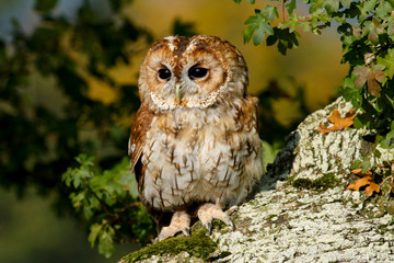 Tawny Owl (Strix aluco) sitting in an oak tree in autumn in Wales, UK