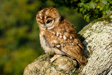 Tawny Owl (Strix aluco) sitting in an oak tree in autumn in Wales, UK