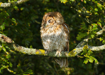 Tawny Owl (Strix aluco) sitting in an oak tree in autumn in Wales, UK