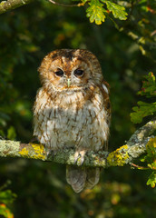 Tawny Owl (Strix aluco) sitting in an oak tree in autumn in Wales, UK