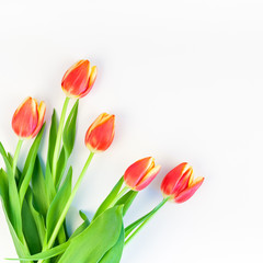 Red tulips flowers on white background