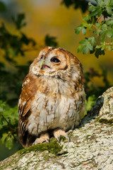 Tawny Owl (Strix aluco) sitting in an oak tree in autumn in Wales, UK
