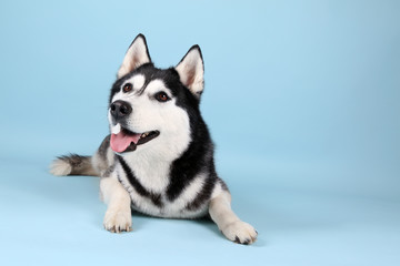 Adorable husky dog on color background