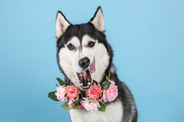 Adorable husky dog on color background