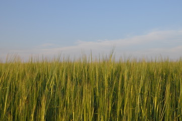 field of wheat