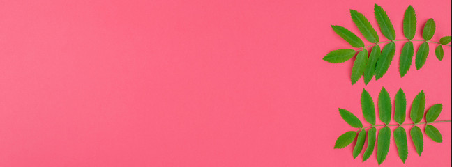 Fototapeta premium Green rowan tree leaves on bright pink background