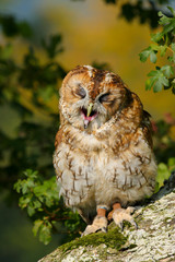Tawny Owl (Strix aluco) sitting in an oak tree in autumn in Wales, UK