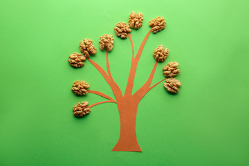 Tree with tasty shelled walnuts on color background