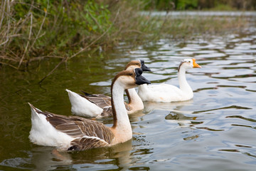 Three beautiful geese swim in the water.