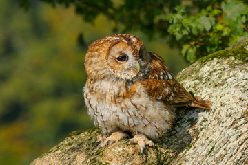 Tawny Owl (Strix aluco) sitting in an oak tree in autumn in Wales, UK
