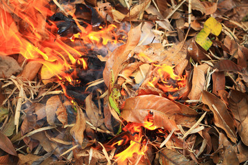 fire in forest cause pm 2.5