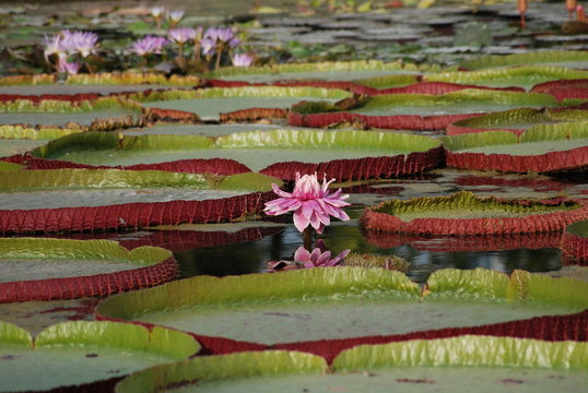 Queen Victoria Waterlily's giant leaves in pond