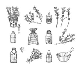  Lavender set. Vector illustration. Sketch